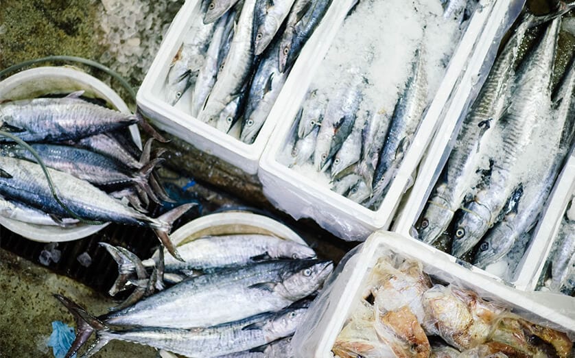 Iced catch