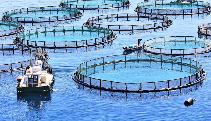 Offshore cages